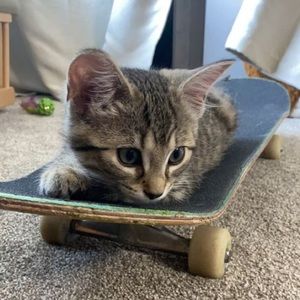 Meet your Posher, Dylan